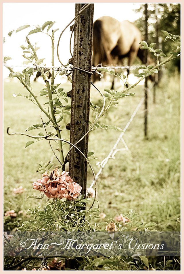 rose horse in background