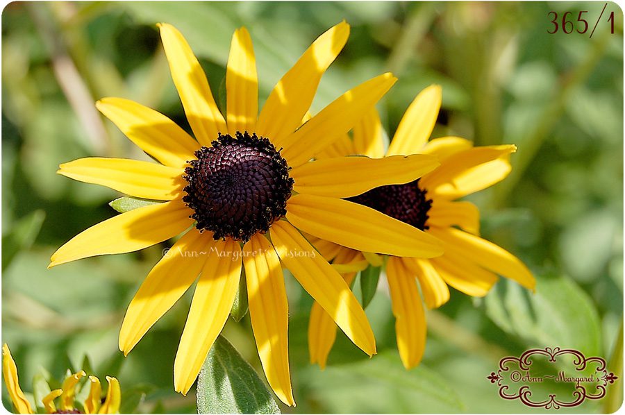 black eyed susan flower 2