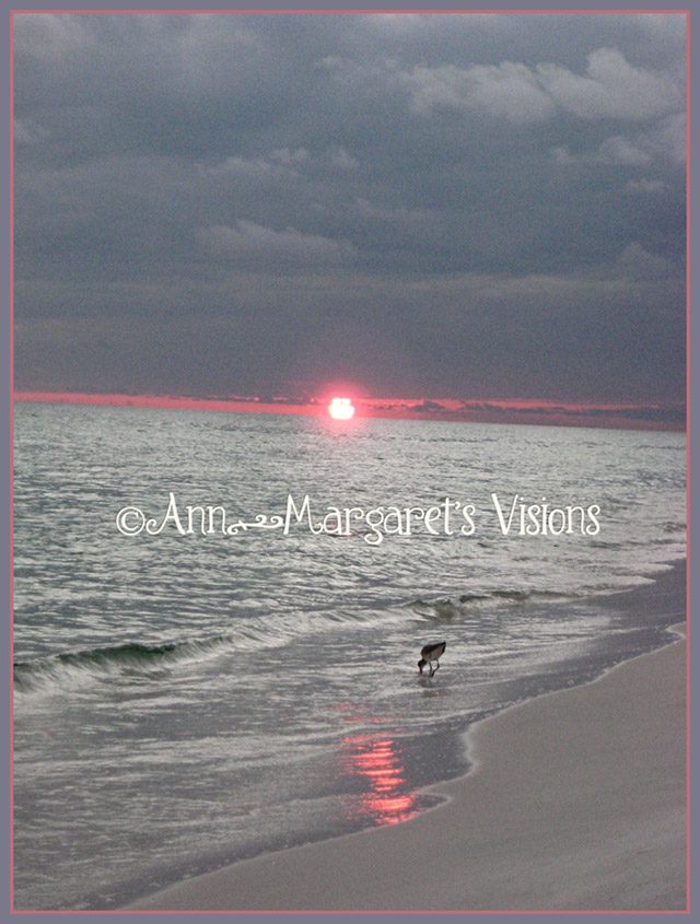 pink beach sunset seagull