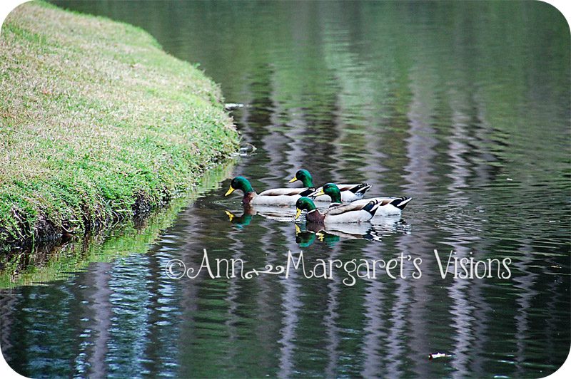 mallards sipping pond water