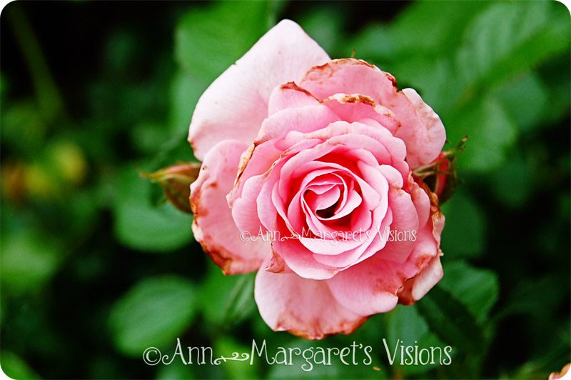 pink rose beautiful garden